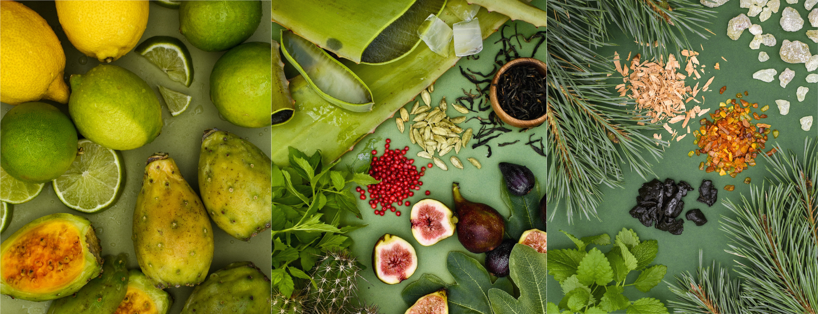 Die Duftnoten von Green Cactus